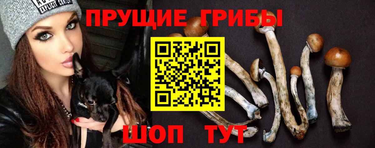 Псилоцибиновые грибы Psilocybine cubensis Тавда