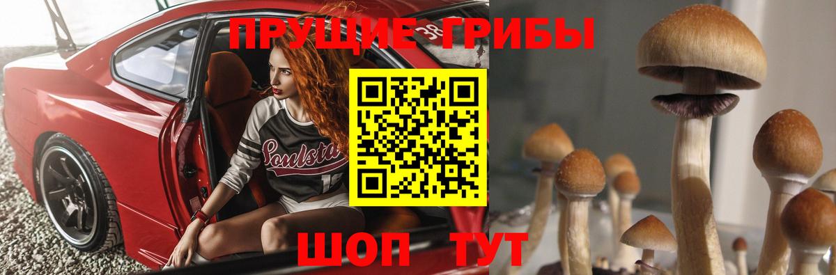 Тавда  Псилоцибиновые грибы MAGIC MUSHROOMS  Псилоцибиновые грибы мухоморы  Вход с VPN 